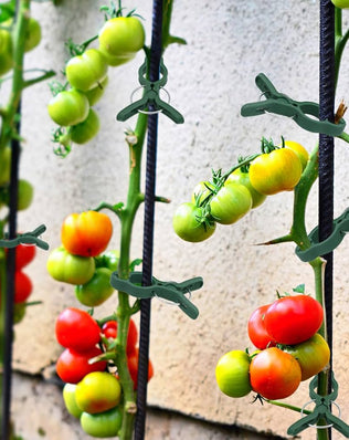 50Pcs Plant Support Clips Tomatoes Clips Garden Plant