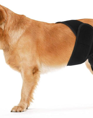 Problems Solved dog rear leg braces supporting ligament, hip, and muscle injuries for canine joint stability and injury recovery.