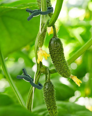 50Pcs Plant Support Clips Tomatoes Clips Garden Plant